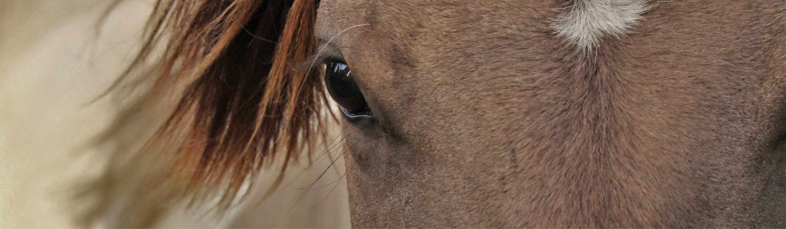 Pferd blickt direkt ins Bild