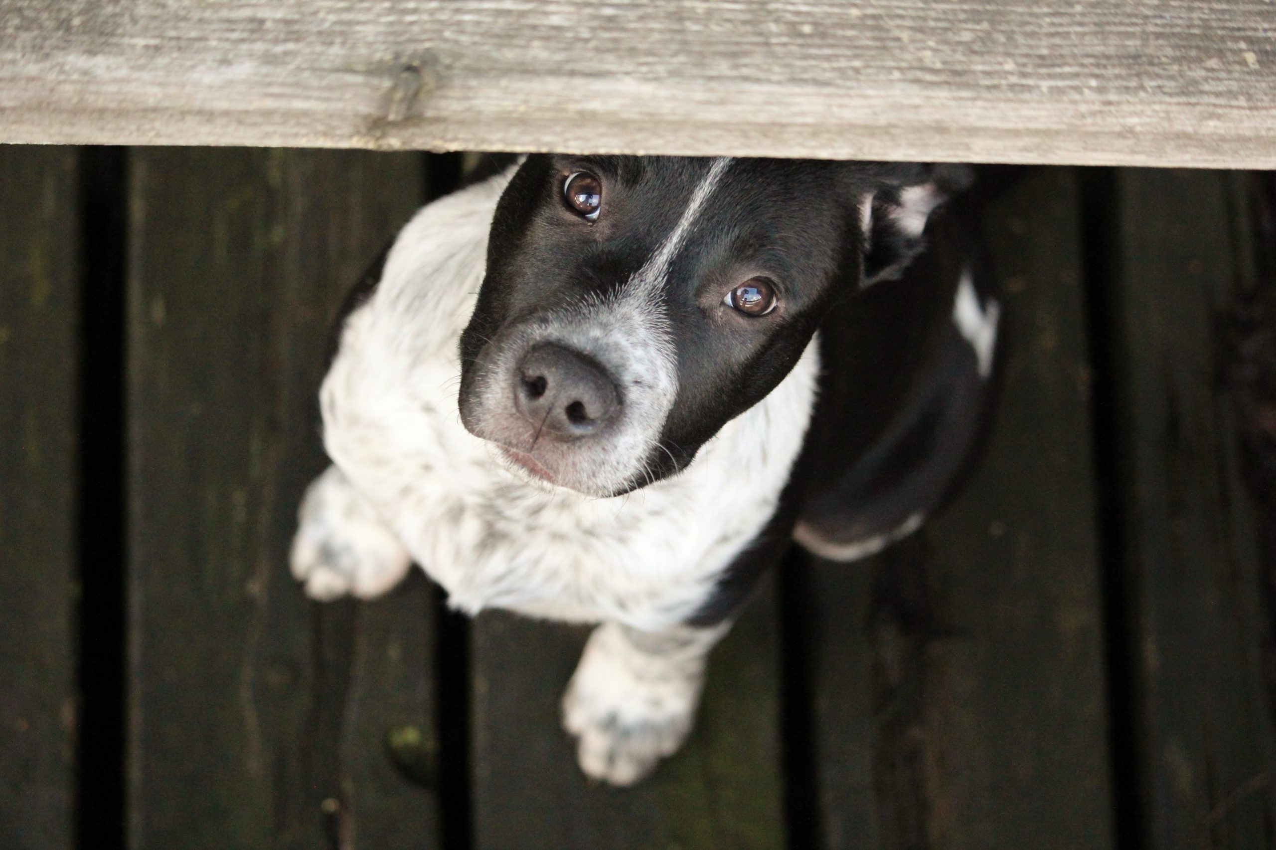 tierkommunikation hund