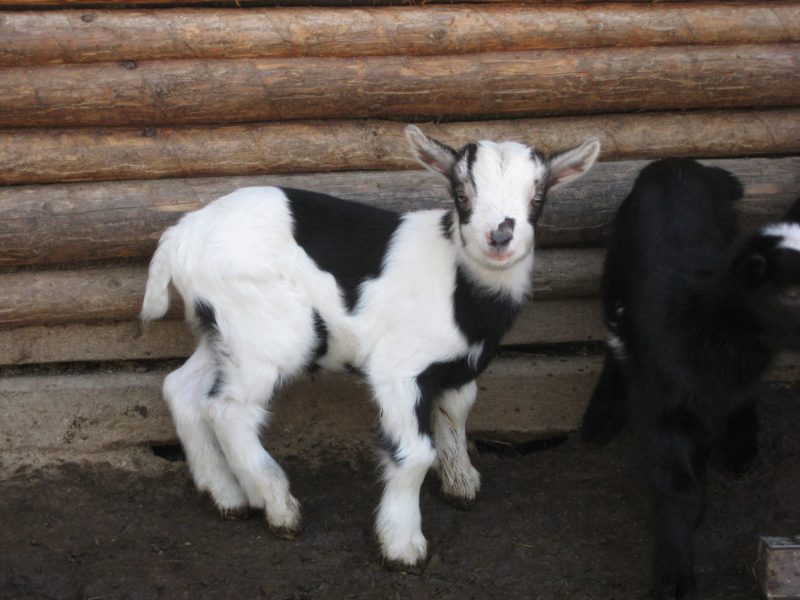 Tierkommunikator finden