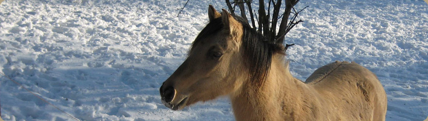 Pferd im Schnee Emma flüstert Tierkommunikation & Pferd-Mensch-Coaching