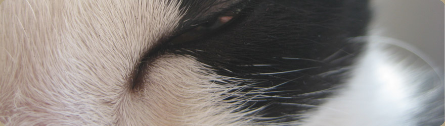 Katze geschlossene Augen Tierkommunikation Katze geschlossene Augen Tierkommunikation